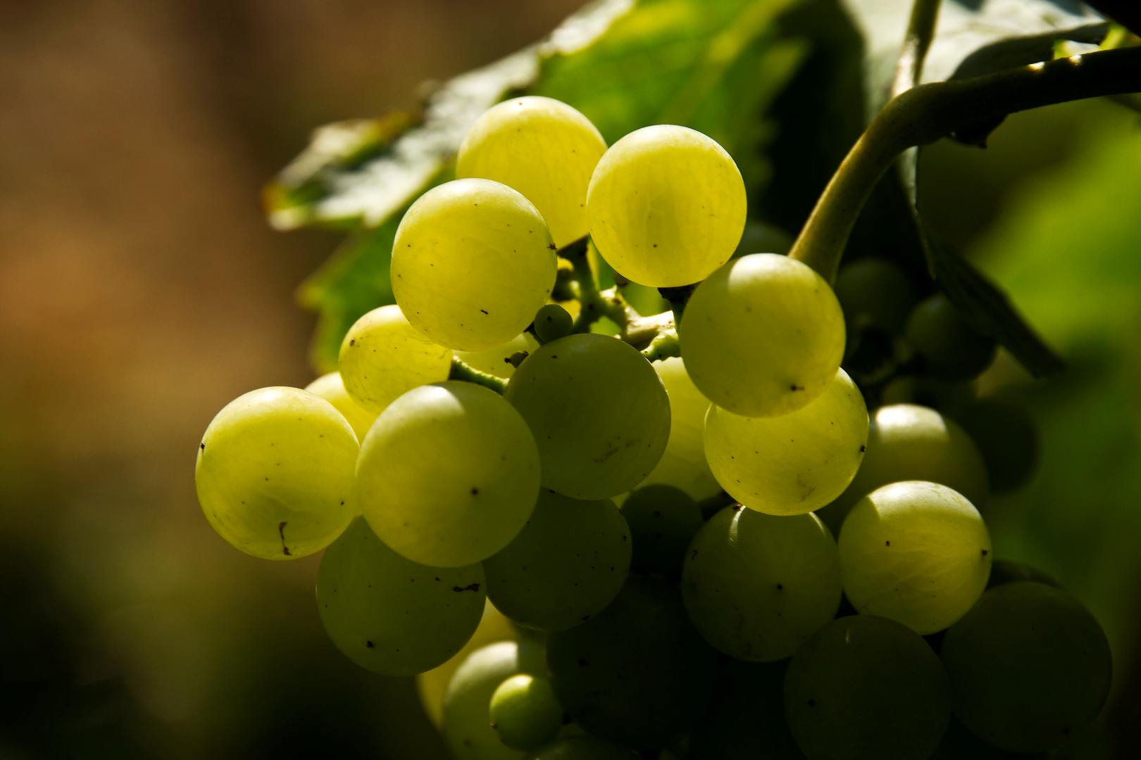 Wachau: Slunce v hroznech na vinicích Steinporz a Hartberg